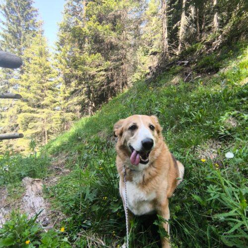 Bigola - Femmina - 7 Anni (Nata A Dicembre 2017) - Meticcio - Taglia: Grande - Carattere: Dolce, Equilibrata, Socievole - Affinità: Persone, Cani (No Gatti)